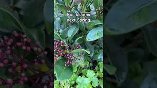 Skimmia Japonica [upl. by Yetak]