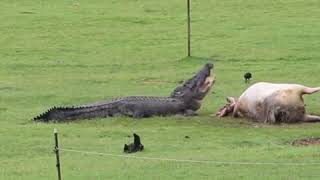 Crocodile Eats Cow in Front of Shocked Family [upl. by Devin]