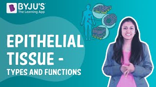 Epithelial Tissue  Types and Functions I Class 9 I Learn with BYJUS [upl. by Neehsar864]