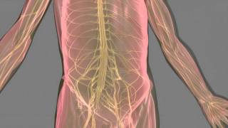 Multifocal Motor Neuropathy MMN [upl. by Trautman]