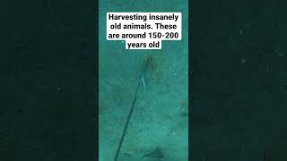 DIGGING FOR THE WORLDS OLDEST ANIMAL spearfishing freediving [upl. by September279]