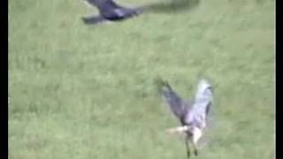 HAWK VS BUZZARD STANDOFFWILD REDTAILED HAWK CONTENDS [upl. by Herwick]