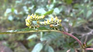 Sawfly Larva Threat Display ヒラアシハバチ幼虫の威嚇姿勢 [upl. by Suter]