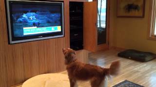 Golden Retriever loves watching Budweiser puppy commercial 2015 [upl. by Ahseela]