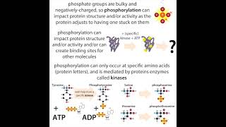 Kinases and Phosphorylation [upl. by Ahusoj]