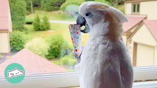 20YearOld Cockatoo Waits for Grandma to Show His Moves  Cuddle Buddies [upl. by Akisey]