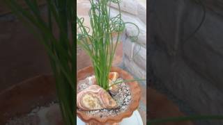 Albuca spiralis [upl. by Eemia]