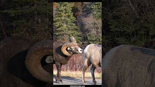 Bighorn Ram Bosses and Ewes Begin to Unite During the Sheep Rut [upl. by Ahseram286]