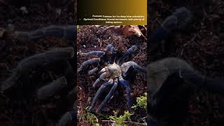 Top 10 Venomous Spiders That Thrive in Captivity [upl. by Ramso]