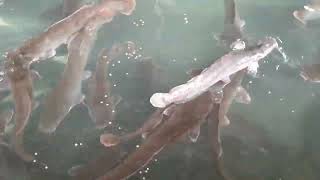 Bizarre Behaviour unveiled Catfish SelfCannibalism [upl. by Nason958]