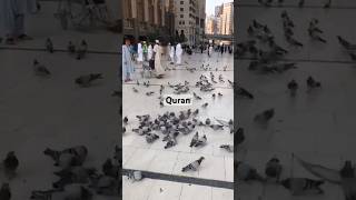 Surah Talaq 65  Aayah 12 Urdu Translation quran quranurdutranslation youtubeshorts ytshorts [upl. by Francisco]