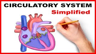 Circulatory System Physiology Heart Simplified [upl. by Retsam]