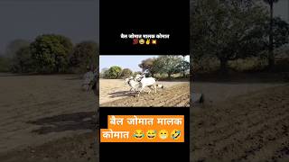 शेतकरी royalशेतकरी shortvideo shorts [upl. by Knitter]