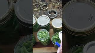 Pressure Canning Green Beans from the Garden canning [upl. by Phaih]