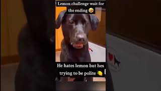 Dogs Reaction After Eating Lemon🍋💔😂ShortClip shorts sama28 viral trending explore fyp [upl. by Conner269]