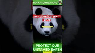 Dark Side of The Cute Giant Pandas conservation habitatloss panda animals [upl. by Melinda]