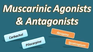 Muscarinic agonists and antagonists [upl. by Attenaej265]