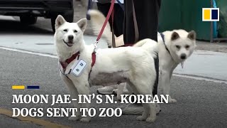 North Korean dogs gifted to Moon Jaein resettled in South Korean zoo [upl. by Amberly]