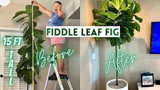 Pruning Fiddle Leaf Fig To Encourage Branching  How to Propagate  Ficus Lyrata [upl. by Uriah]