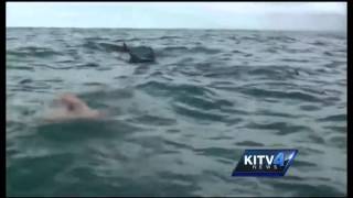 How dolphins protected a swimmer from a shark [upl. by Shwalb]