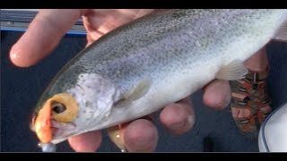 How to Catch Trout at Dillon Reservoir Colorado [upl. by Solnit]