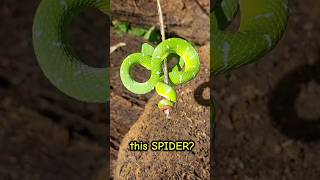 NAME THIS SPIDER  Gagambang ano ito gagamba [upl. by Ataeb]