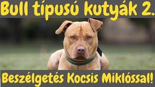 BULL TÍPUSÚ Kutyák 2  Beszélgetés Kocsis Miklóssal  DogCast TV [upl. by Josi]