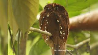 Nictibio Rufo Nyctibius bracteatus Rufous Potoo [upl. by Boigie]