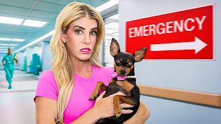 Our Dogs First Time to Emergency Room [upl. by Attenyt]