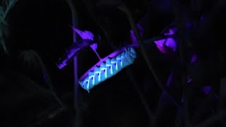 Couple stalk vegetable garden quotmonstersquot with night vision and black light [upl. by Kurth]