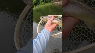 My 1 Lure for Trout Fishing It works Beautiful small stream trout catch and release [upl. by Taveda]