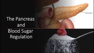 The Pancreas and Blood Sugar Regulation [upl. by Bowman150]