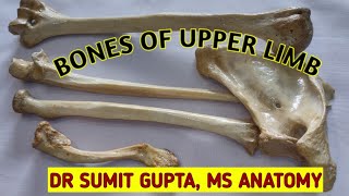 BONES OF UPPER LIMB  Side determination amp Bony features [upl. by Alol]