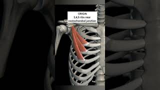 pectoralis minor muscle with origin insertion Nerve supply pectoral regionanatomy 1styearmbbs [upl. by Ruomyes]