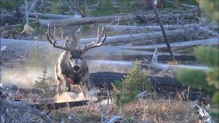 Oregon Archery Mule Deer 2017 [upl. by Siednarb]