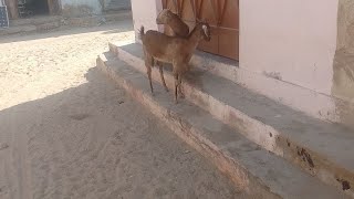 goats meeting in thar [upl. by Lydell]