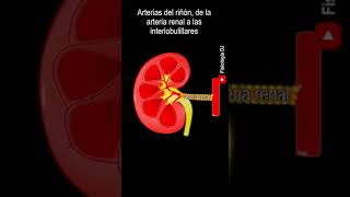 Anatomía del riñón  Arteria renal y sus ramas  Anatomía del riñón y sus partes [upl. by Lindholm842]