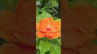 beautiful pereskia sacharosa flower medicinal 7needle plant edible video shorts [upl. by Seamus]