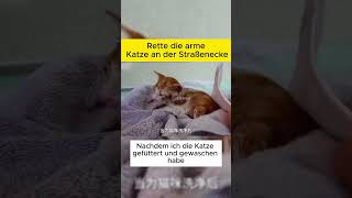 katze kätzchen animals animalrescue [upl. by Ennayehc]