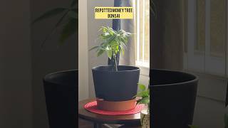 Repotting My Money Tree Bonsai  Watch The Transformationmoneytree bonsaitree youtubeshorts [upl. by Ronny792]