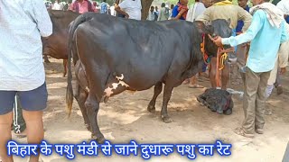 Ainkho Pashu Mandi  Hf Cow MarketJersey Cow [upl. by Stillmann350]