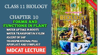 WATER AND MINERAL UPTAKE BY ROOT  APOPLAST AND SYMPLAST PATHWAY  ASCENT OF SAP  11 CLASS BIO [upl. by Seed]