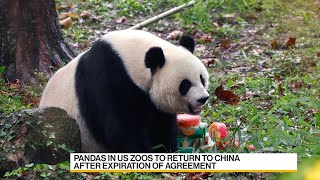 All the Pandas in American Zoos Set to Return to China [upl. by Maxa]