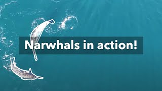 The firstever footage of Narwhals using their tusks for feeding [upl. by Ainival918]