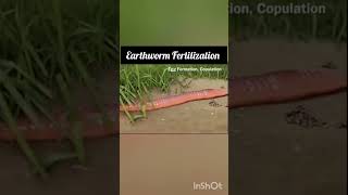 Earthworm fertilization Annelida Animation video NEET CBSE [upl. by Mikey179]