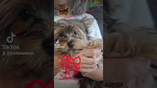 Yorkiesranchcom Traditional teacup yorkie female yorkshireterrierpuppies [upl. by Leuqim592]