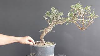 Bonsai Crataegus Azarolus 2 [upl. by Nnylaehs]