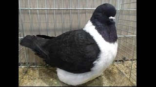 Strasser schwarz LipsiaSchau Leipzig 2015 Pigeon Strasser [upl. by Jacquie]