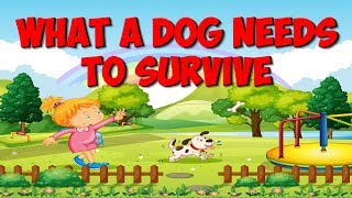 What a Dog Needs to Stay Alive  Dog Song for Kids  Jack Hartmann [upl. by Ymmaj301]