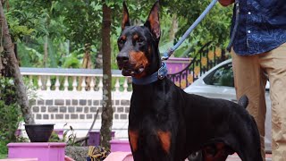 Doberman Dog Breed From Kerala India 😳 [upl. by Andromache231]